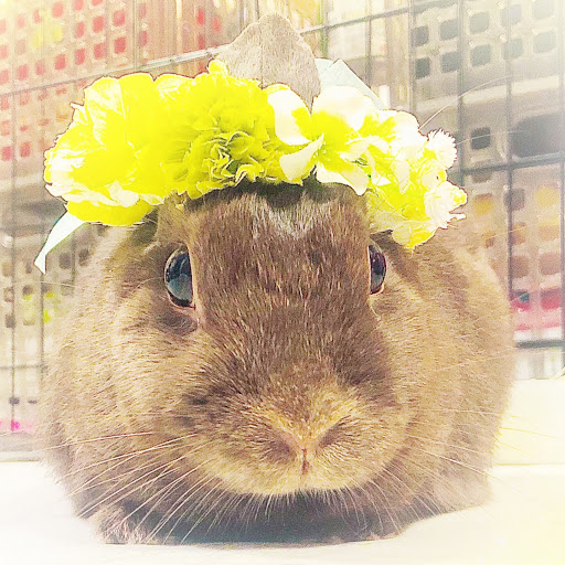 ゆう ₍ᐢ•༝•⑅ᐢ₎ദ⸒⸒♡ʾʾ  のプロフィール画像