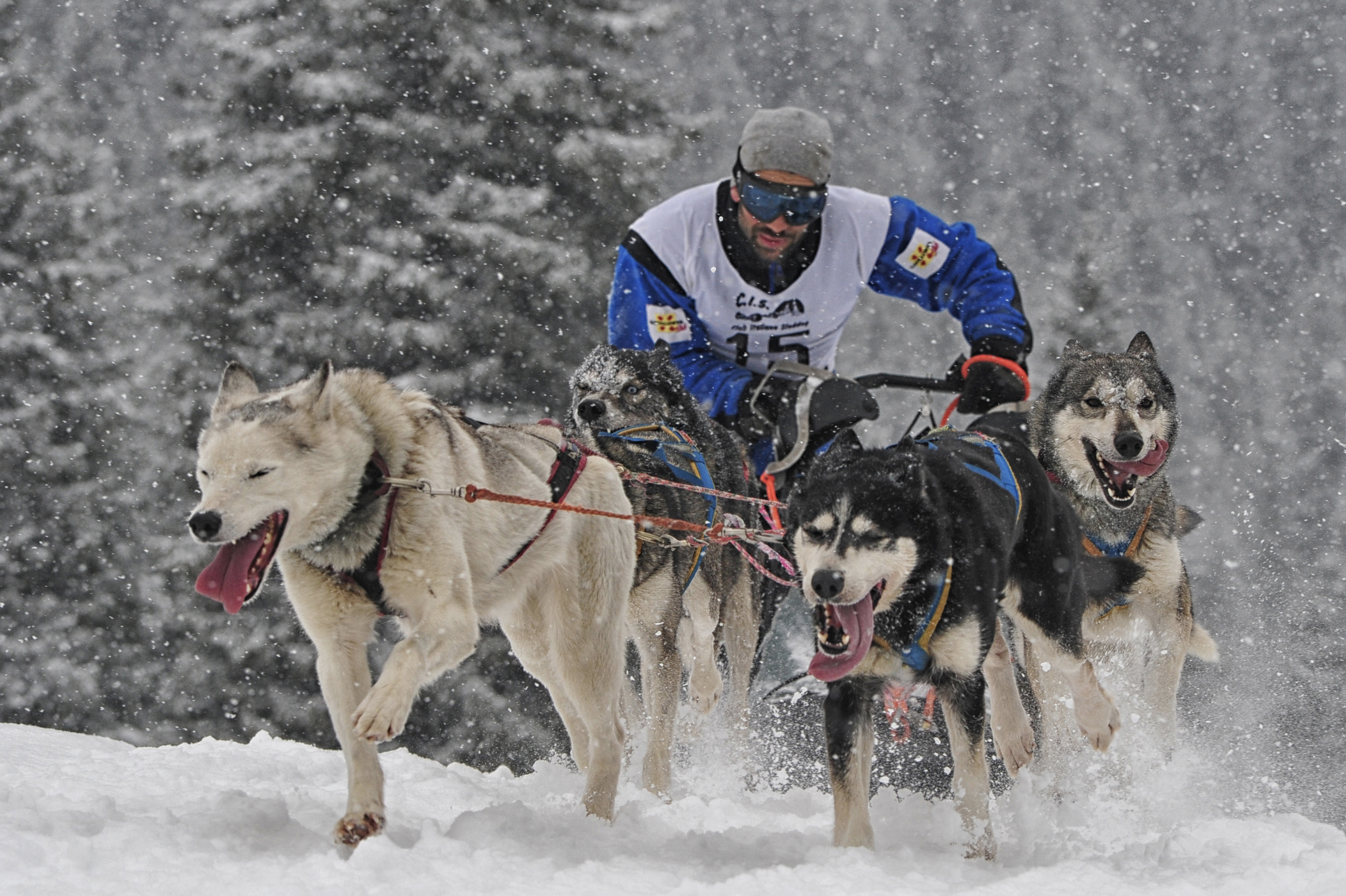 Sleddog sotto la tempesta di neve di Cigo