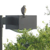 Coopers Hawk