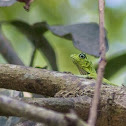 Flying Lizard