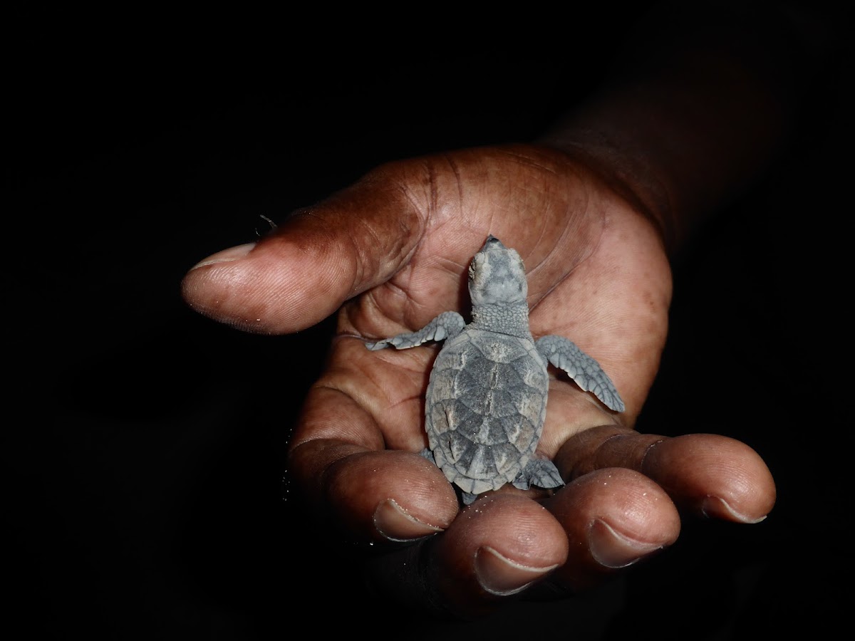 Hawksbill Sea Turtle Hatchlings