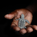 Hawksbill Sea Turtle Hatchlings