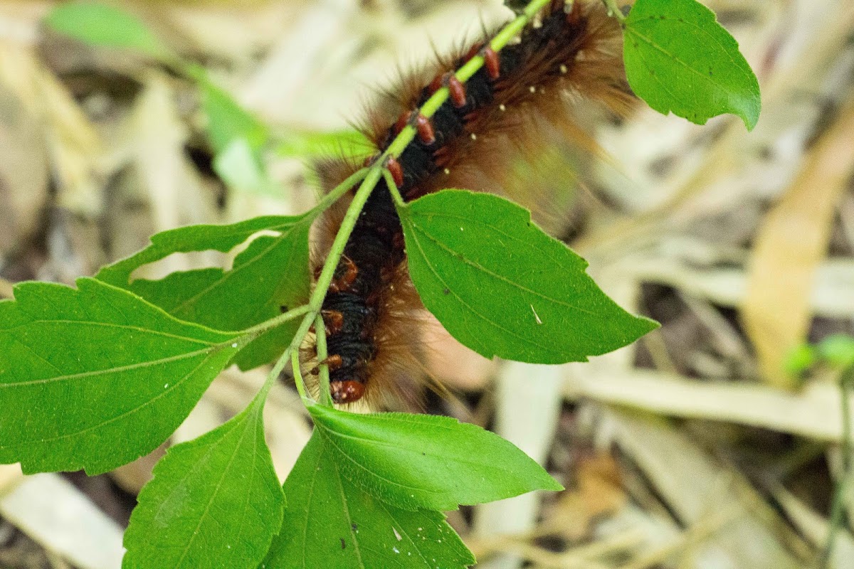 Caterpillar