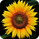 Download HD Sunflower Wallpaper For PC Windows and Mac 1.01