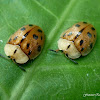 Tortoise Beetle