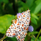 heliotrope moth