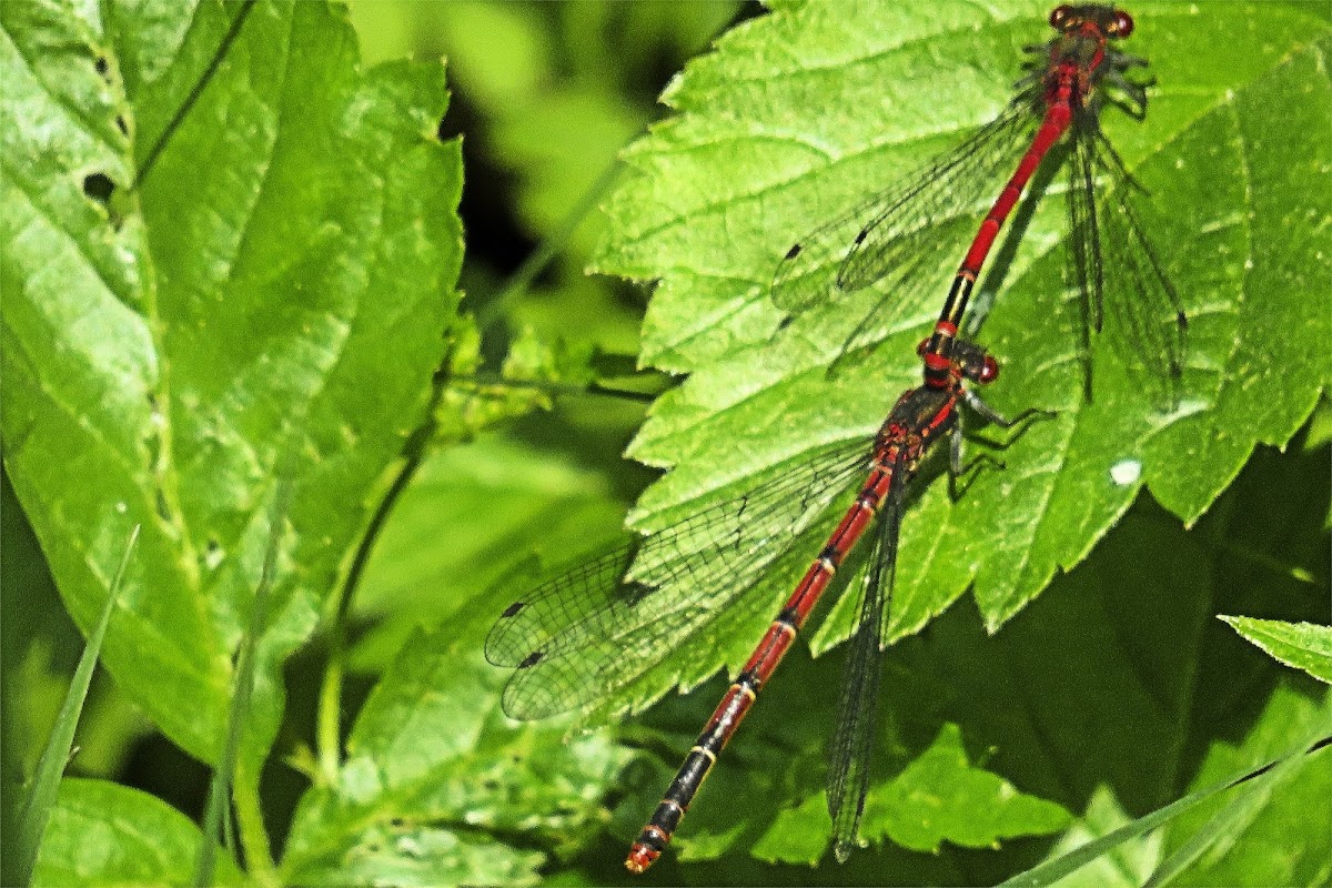 Large Red Damselfly