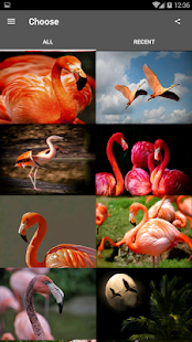 Flamingo Wallpaper On Windows Pc Download Free 1 0 Com Idol