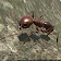 Ants  icon