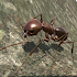 Ant Simulation 3D - Insect Survival Game3.1