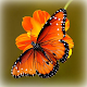 Butterfly Wallpapers Download on Windows