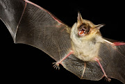 Covid-19 may have evolved into its current pathogenic state in a bat before being passed into humans through an intermediary, immunologists speculate after examining the virus's genome.