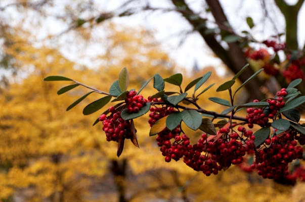 BACCHE ROSSE di Acamuca