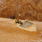 black and yellow mud dauber