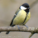 Great Tit