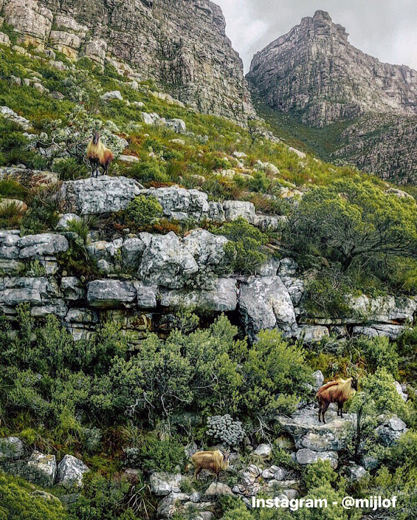 Three tahrs photographed on Table Mountain on Sunday July 9, 2017. P