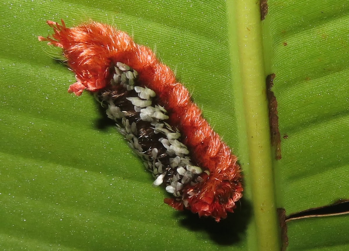 Shag Carpet Caterpillar