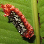 Shag Carpet Caterpillar