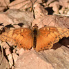 Mexican Fritillary