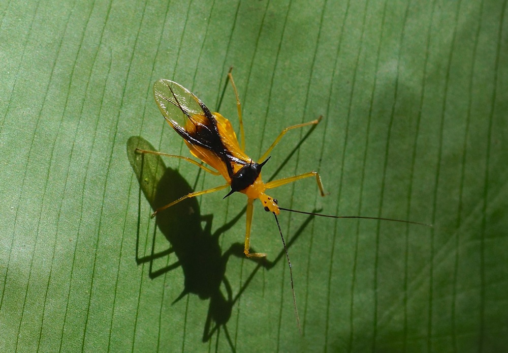 Unknown Assassin bug