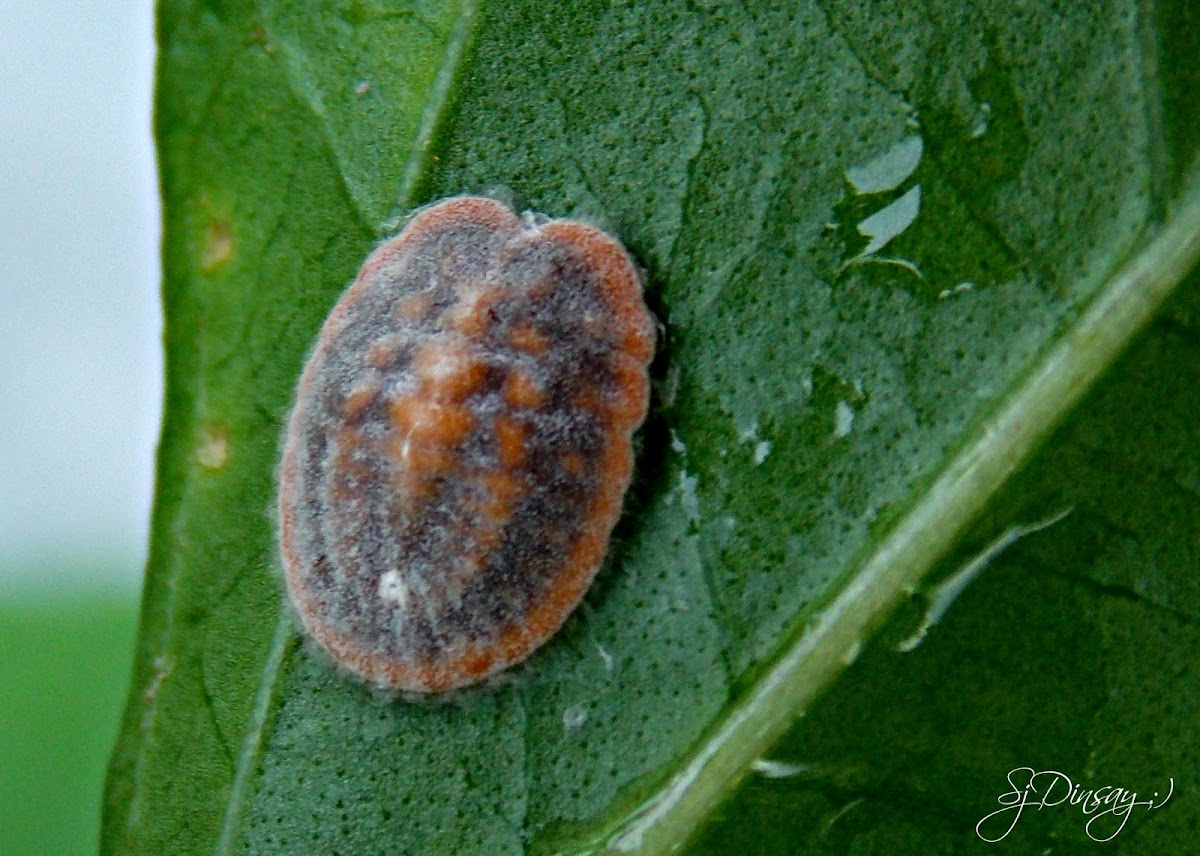 MEALYBUG