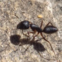 Ionian Carpenter Ant