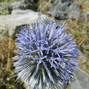 Cretan echinops