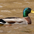 Mallard