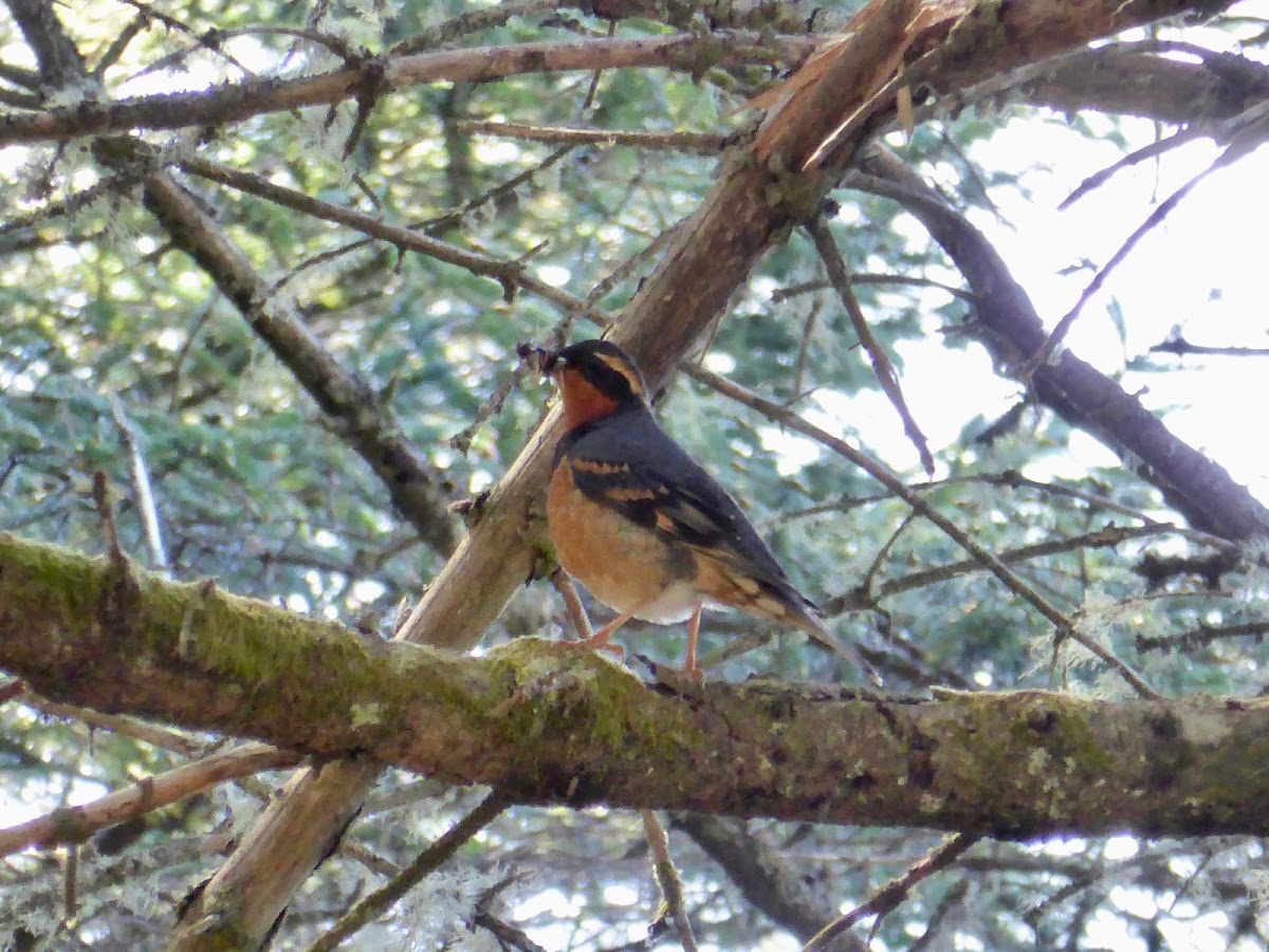 Varied Thrush