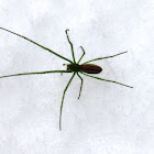 Green Longjawed Orbweaver