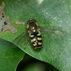 Hoverfly