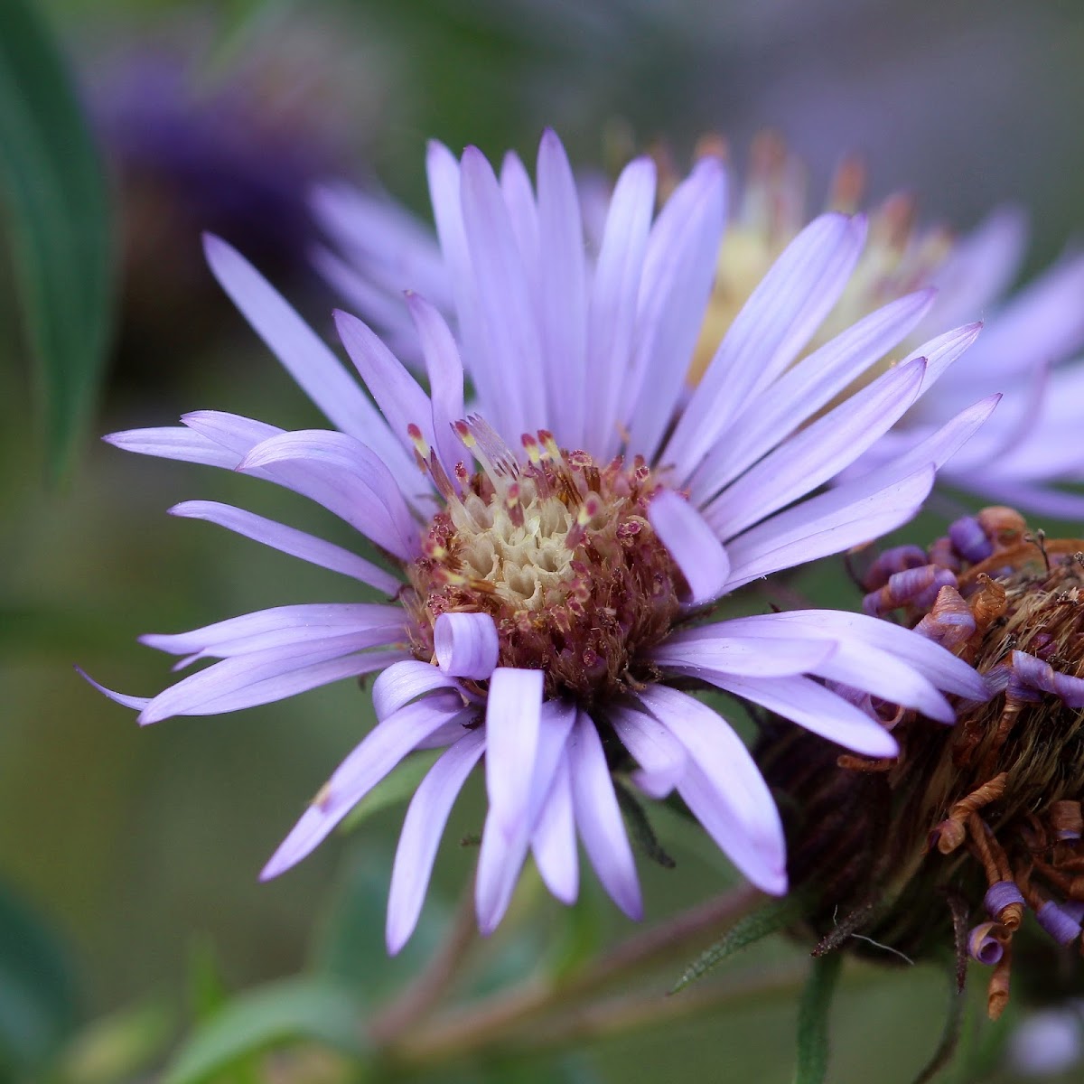 Great Northern Aster