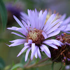 Great Northern Aster