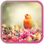 Birds Spring live wallpaper Apk