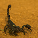 Scorpion