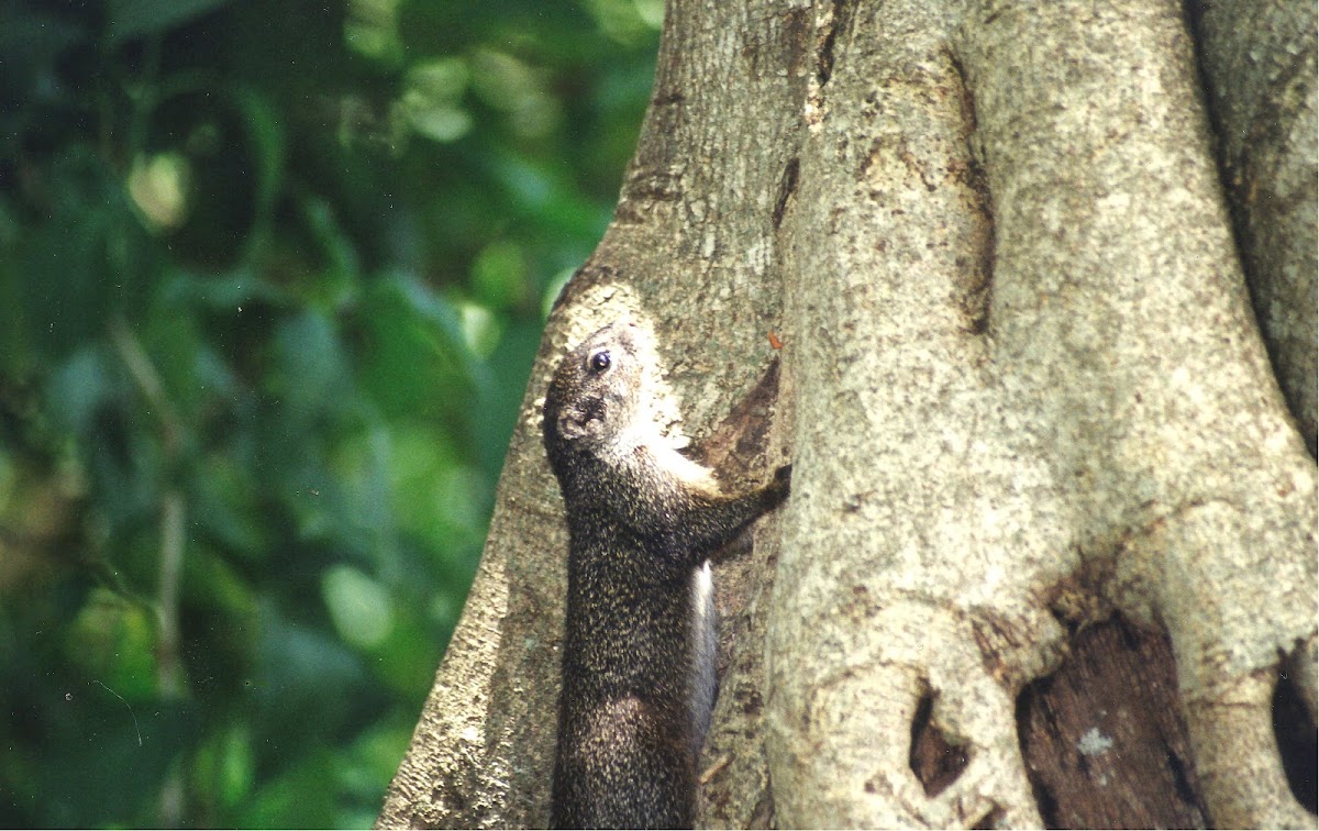 Gambian sun squirrel