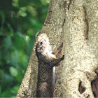 Gambian sun squirrel