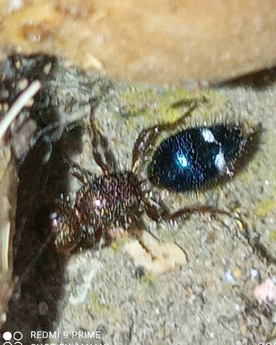 Velvet ants (parasitoid wasp) ♀️