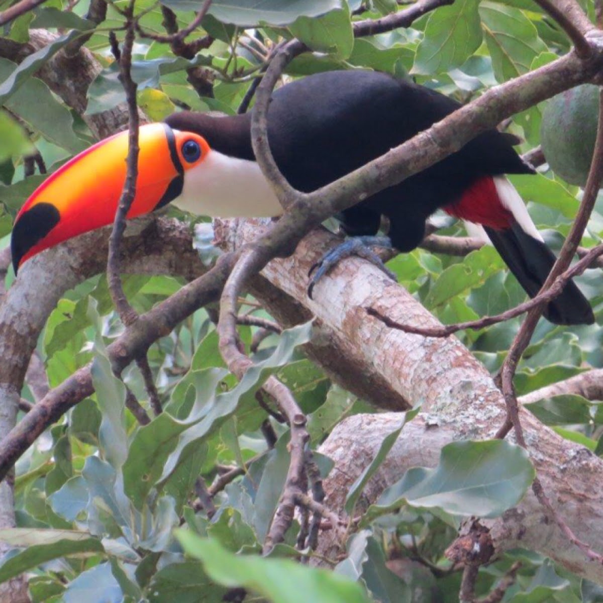 Toco toucan