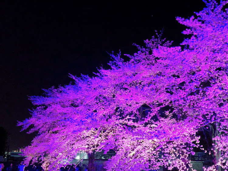 ハリアーのドライブ・桜と愛車・夜桜見物に関するカスタム事例の投稿画像3枚目