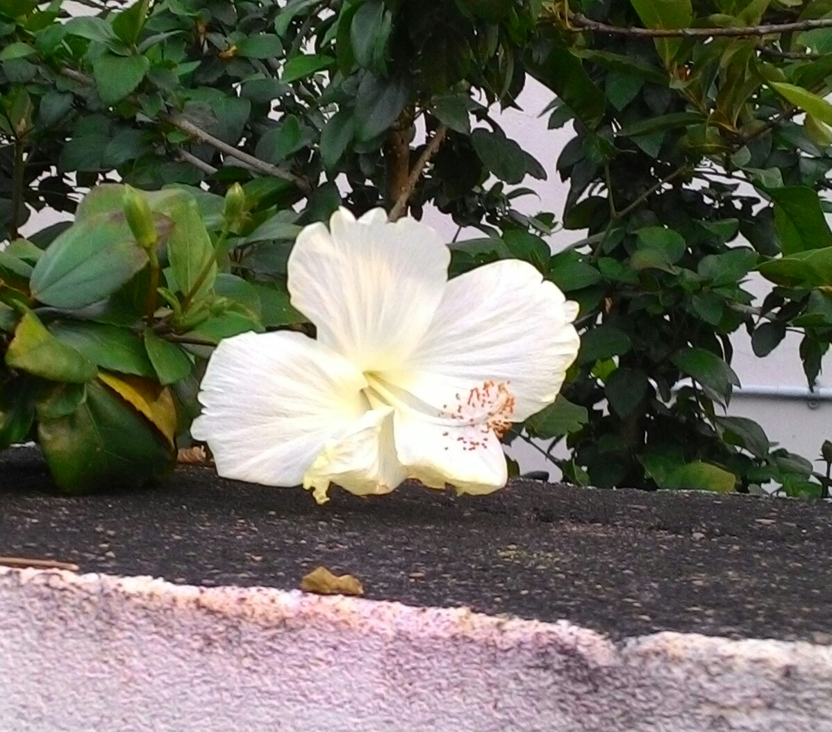 Hibiscus