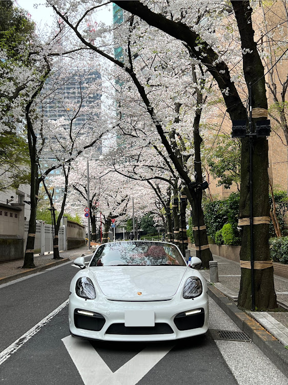ボクスタースパイダーのサクラと愛車・花粉症のオープンカー乗り・さくらトンネル・桜とコラボ・981ボクスターに関するカスタム事例の投稿画像13枚目