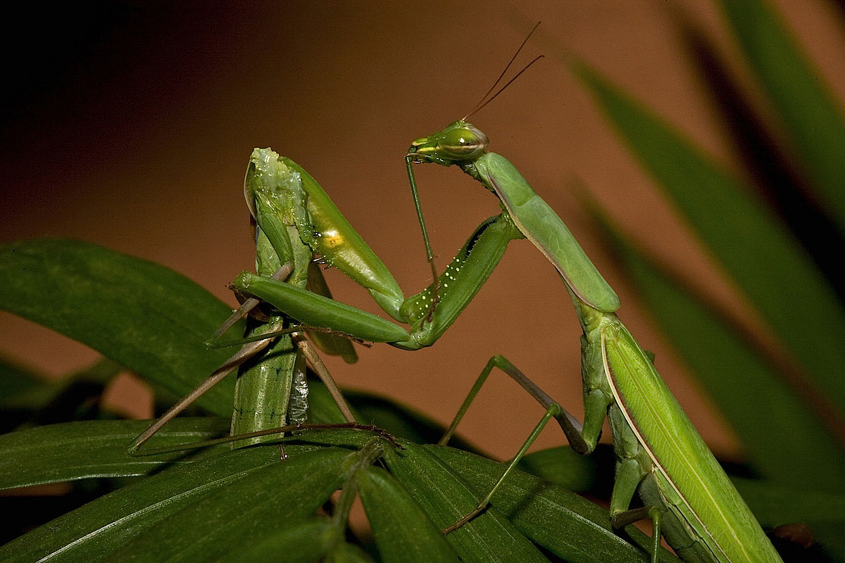 Do Praying Mantises Fly