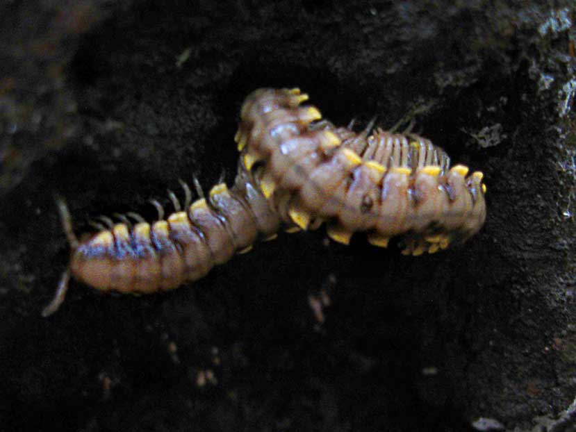 Large Forest Floor Millipede