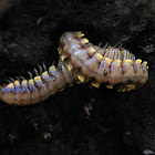 Large Forest Floor Millipede