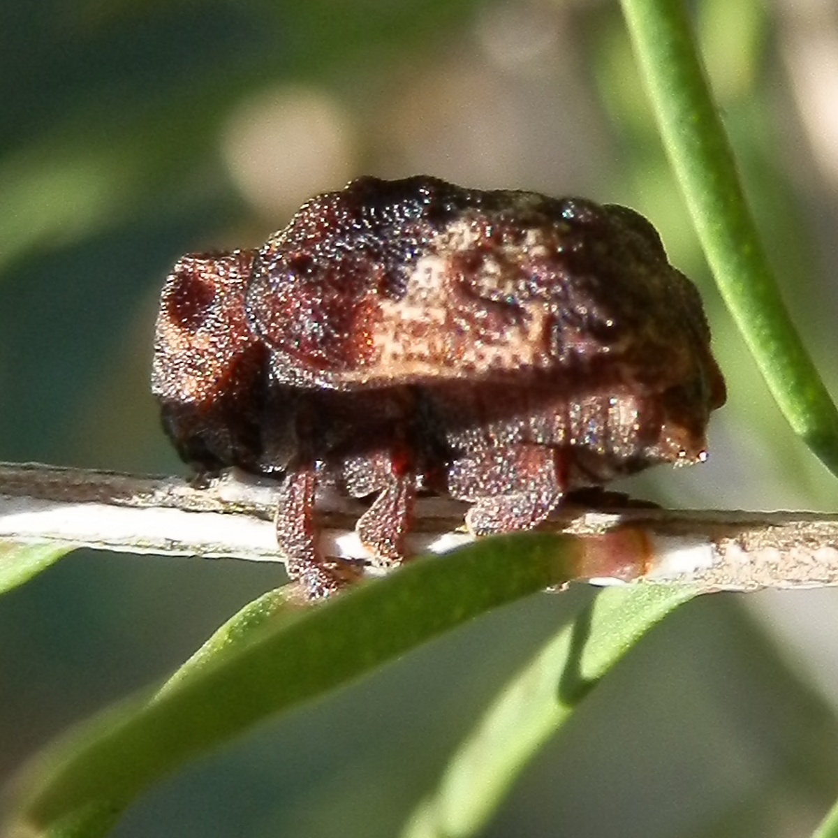 Weevil