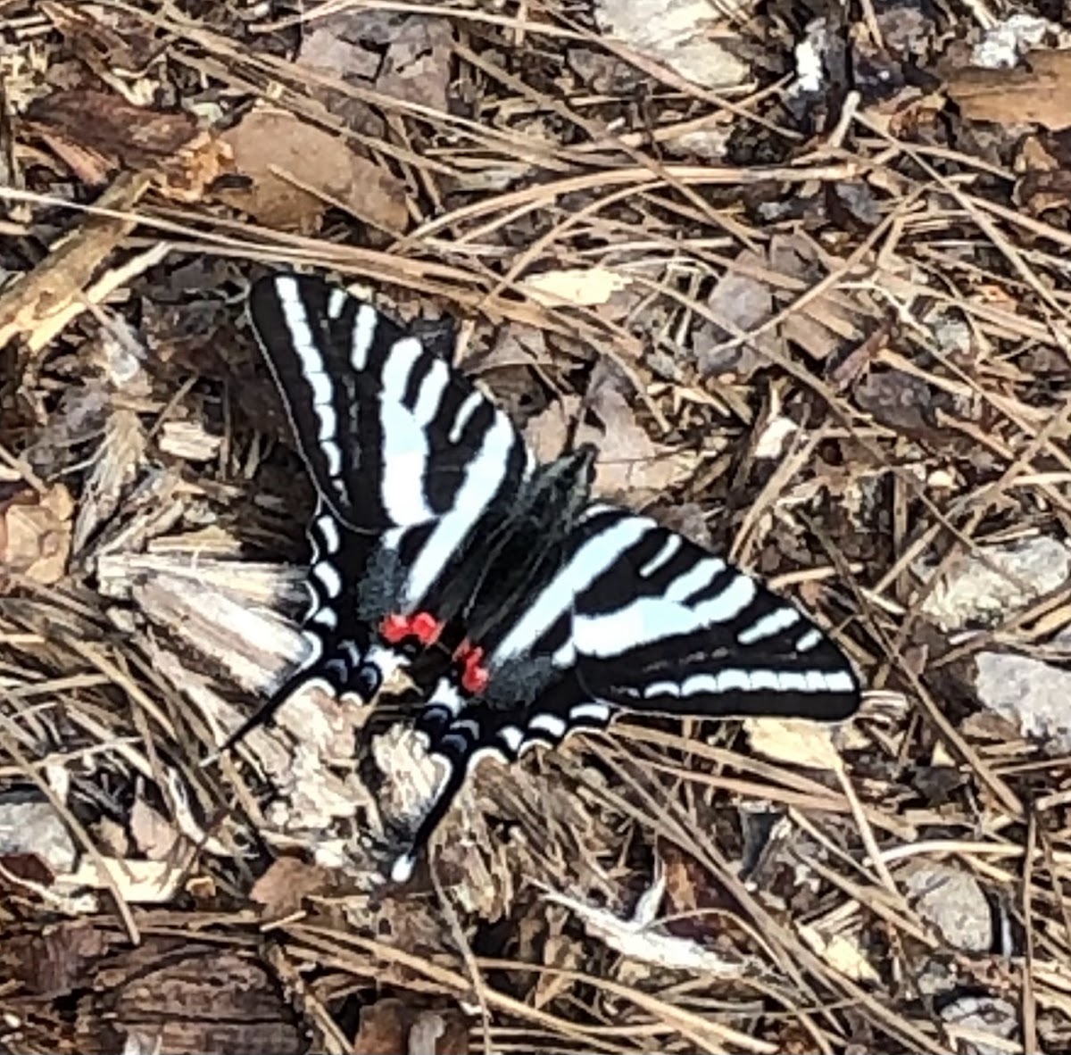 Zebra Swallowtail