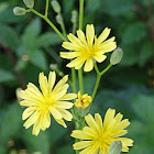 Nipplewort