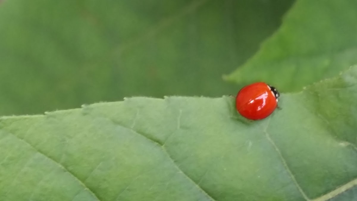 Lady beetle