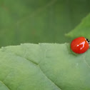 Lady beetle